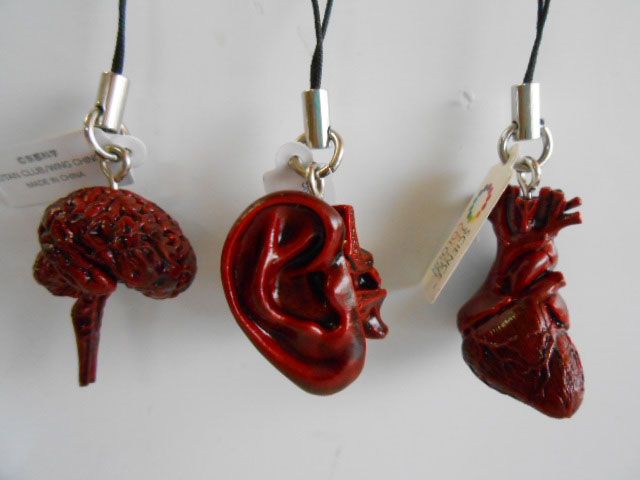 ♯Kui17KZサイエンステクニカラー人体模型ストラップ1全6種