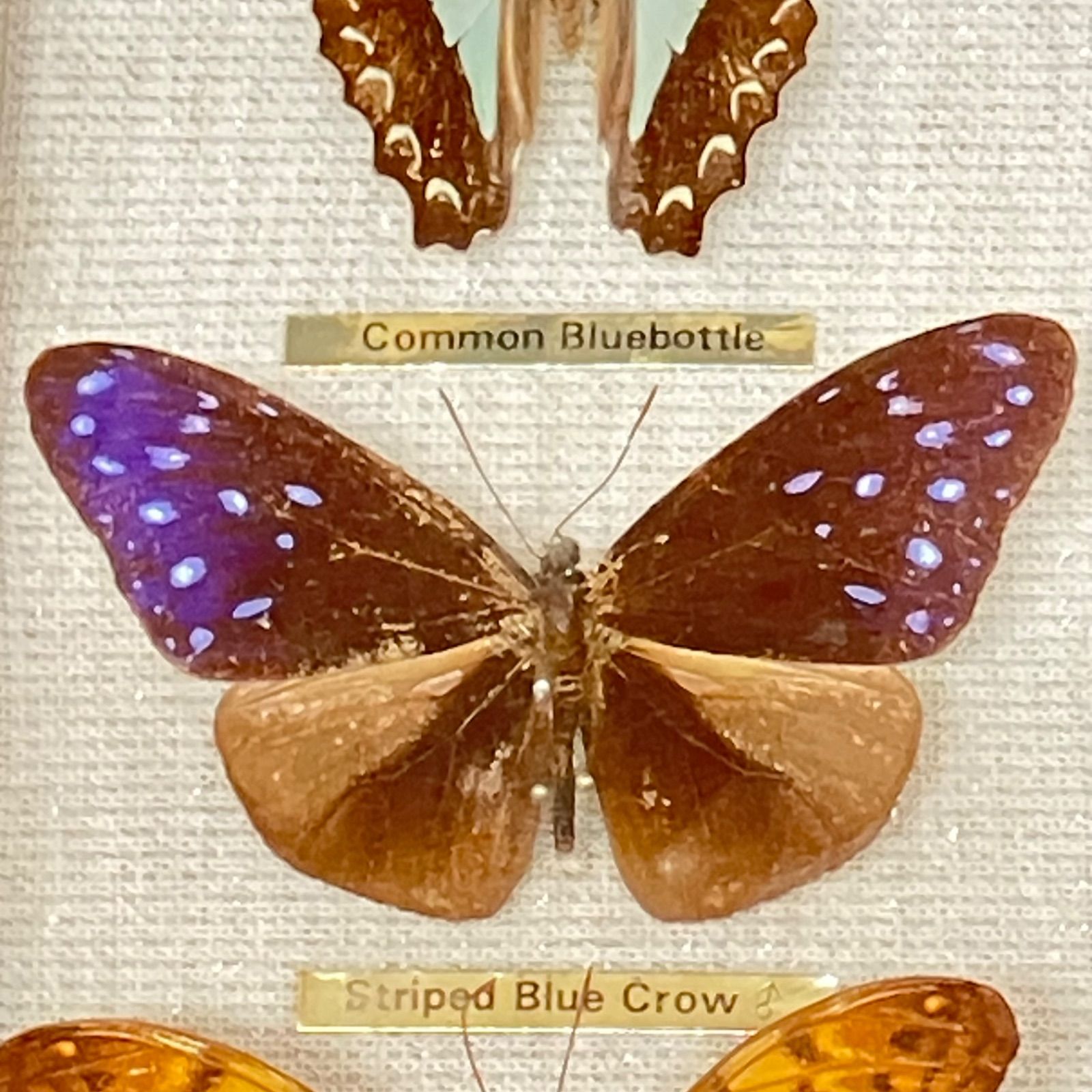 アカエトリバネアゲハ コモンブルーボトル