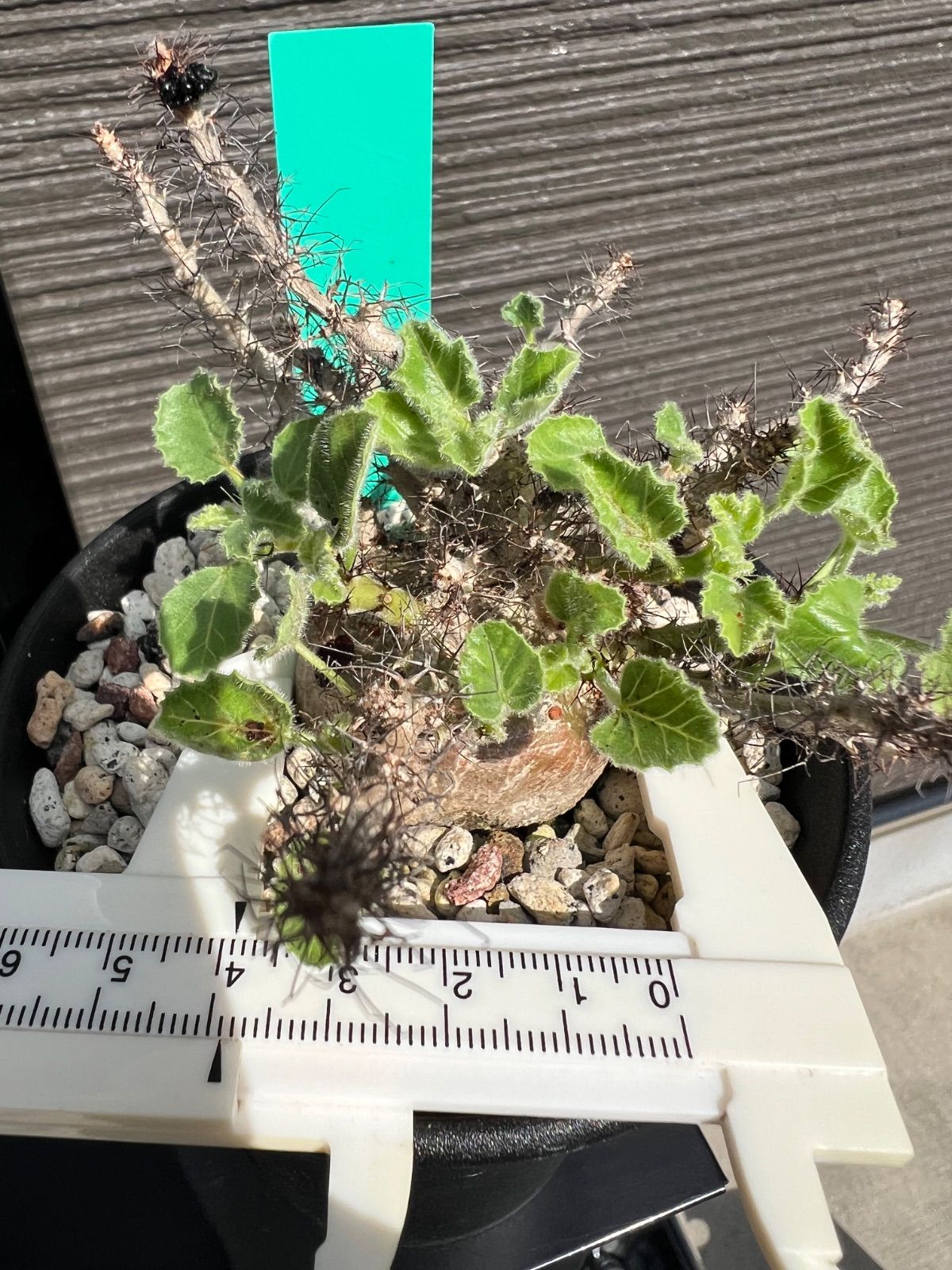 ヤトロファ マルギナータ Jatropha marginata 国内実生苗