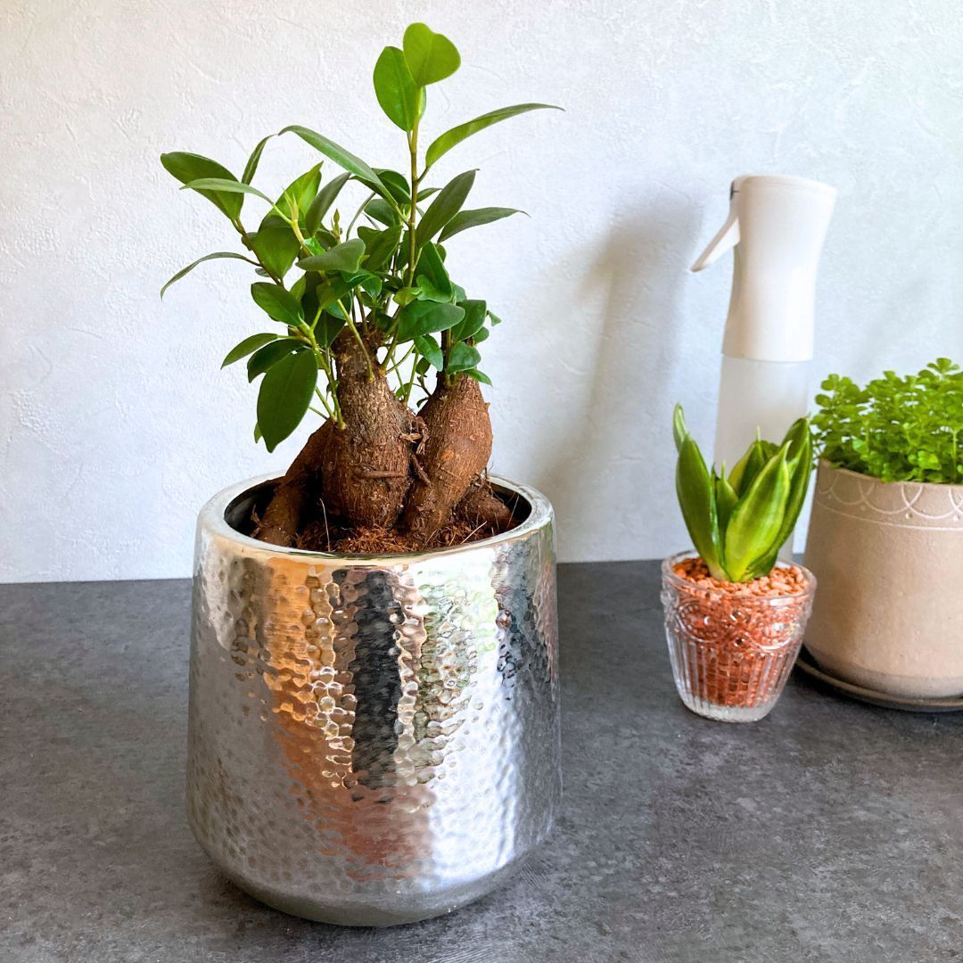 ベジーポット】 おしゃれ 陶器鉢 4寸 4号 シルバー 植木鉢 観葉