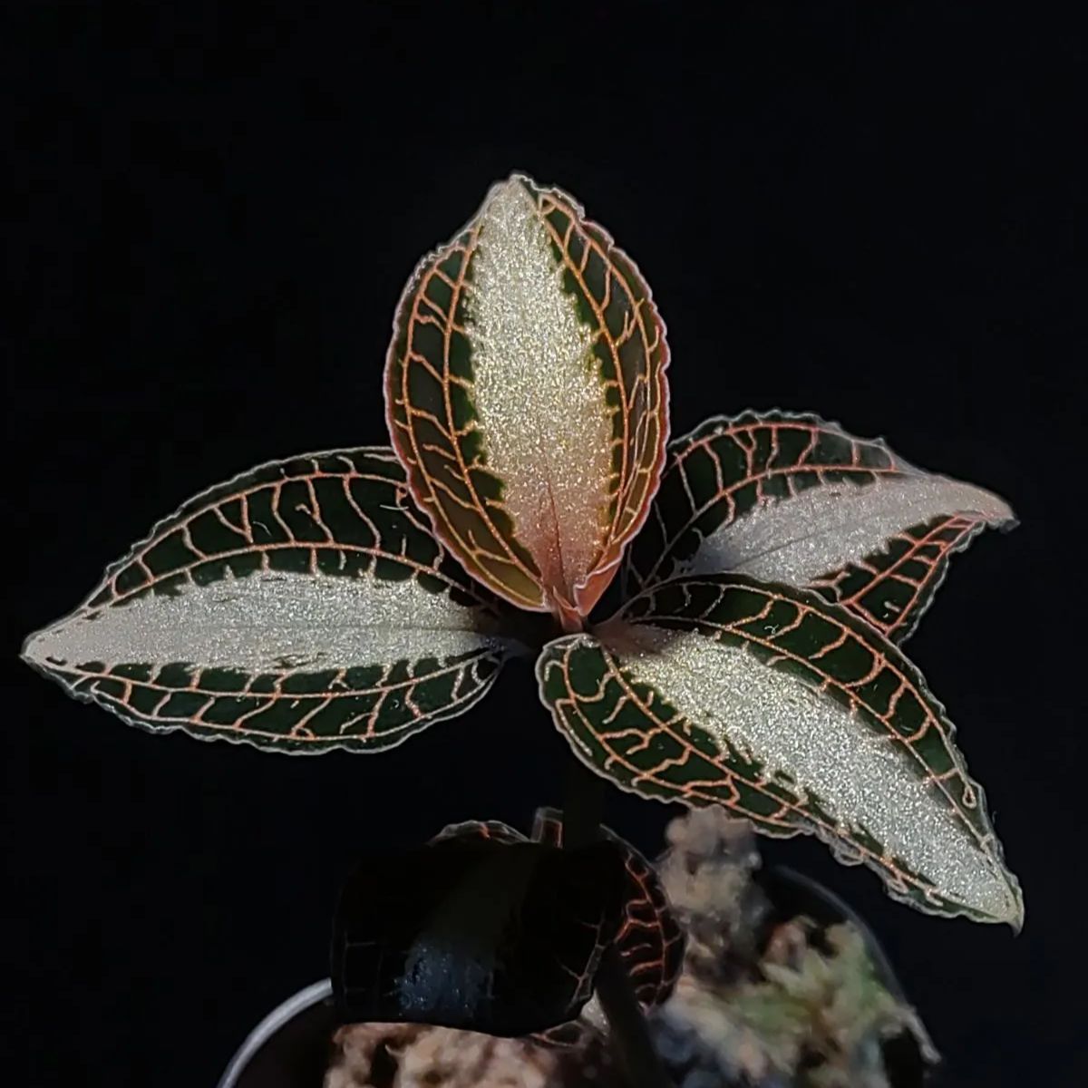 アネクトキルス ロビアーナス “More Pech” ジュエルオーキッド - メルカリ