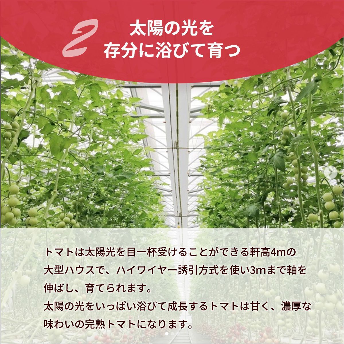 業務用 中玉トマト