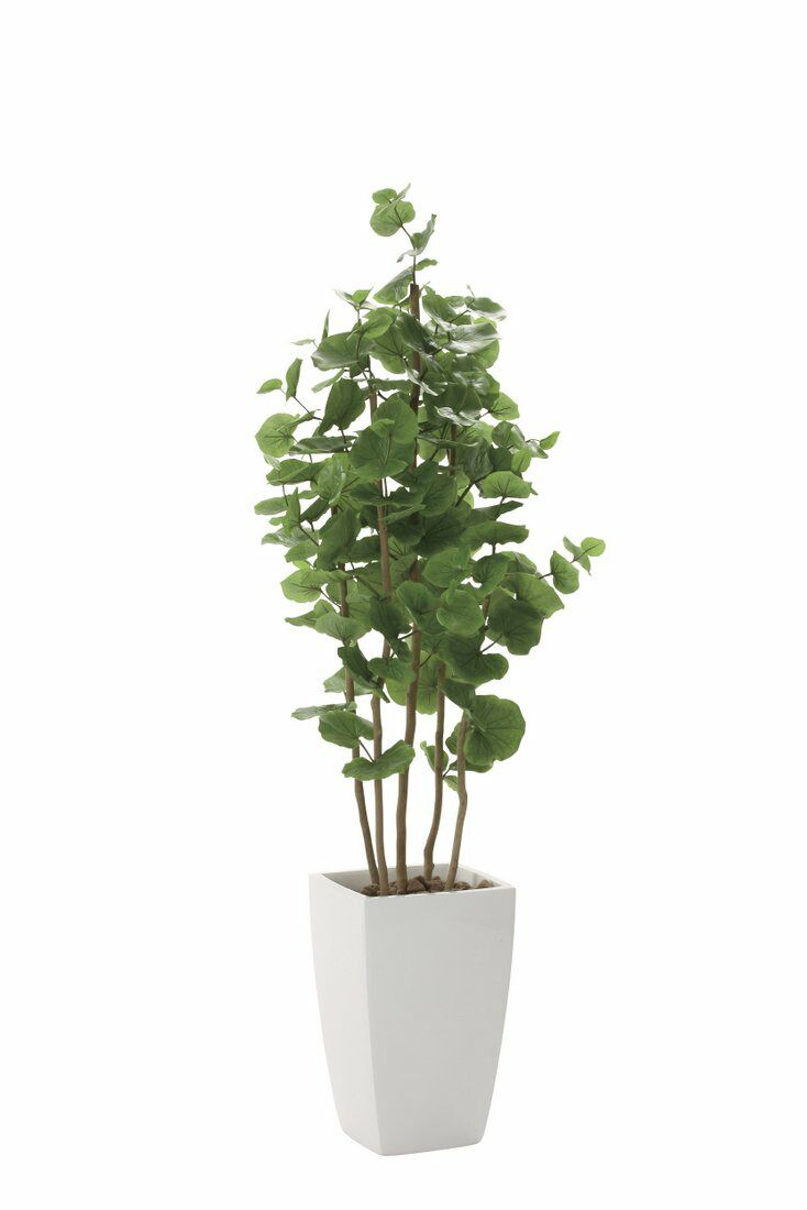 光触媒観葉植物 アーバンシーグレープ1.8〔フロアタイプ(ハイサイズ)〕/光触媒 観葉植物 フェイクグリーン 花 胡蝶蘭 開店祝い 開業祝い 誕生祝い 造花 アートフレーム おしゃれ 飾る 5Lサイ
