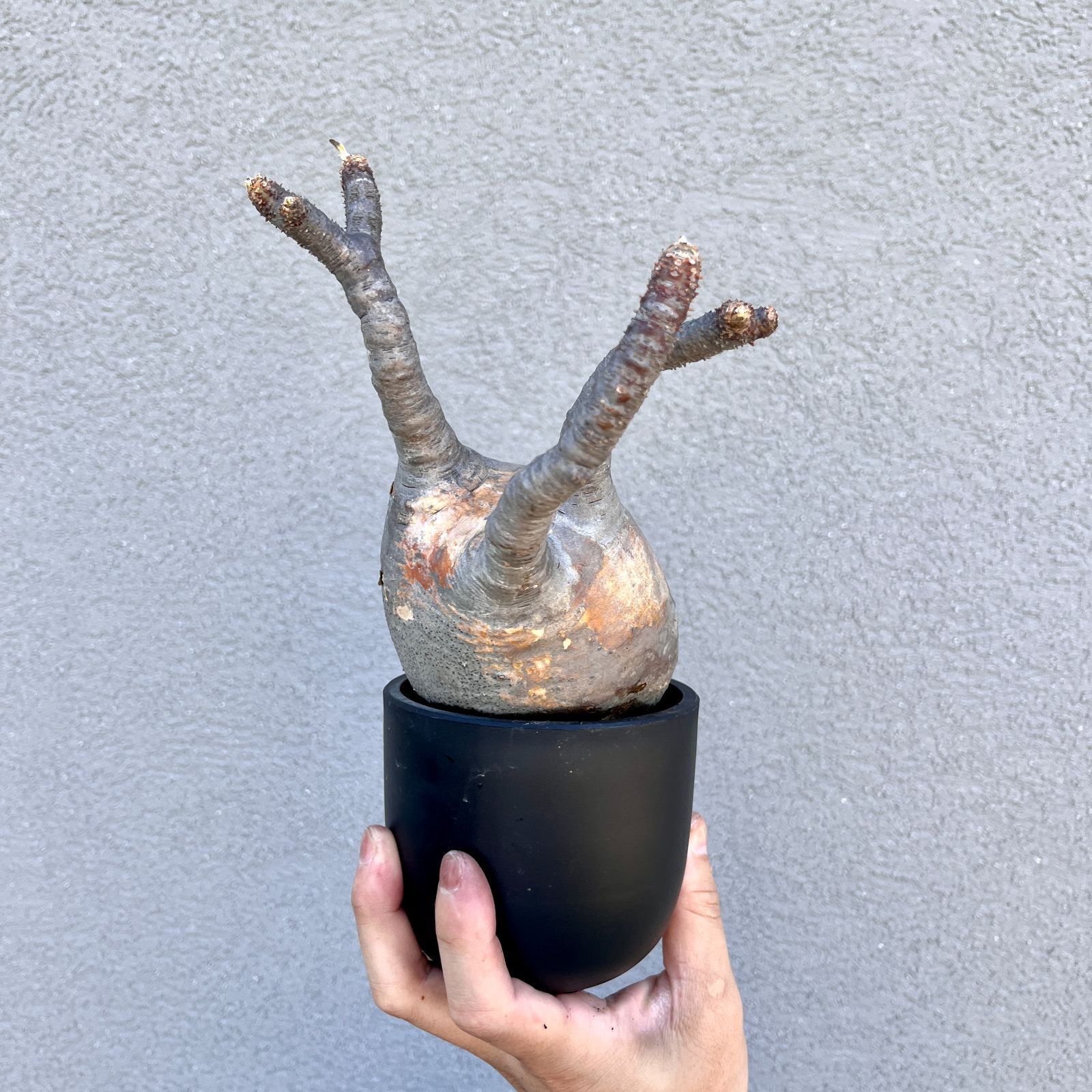 グラキリス多頭 現地球 グラキリス 現地球 14㎝ 3頭 多頭 バリエム鉢