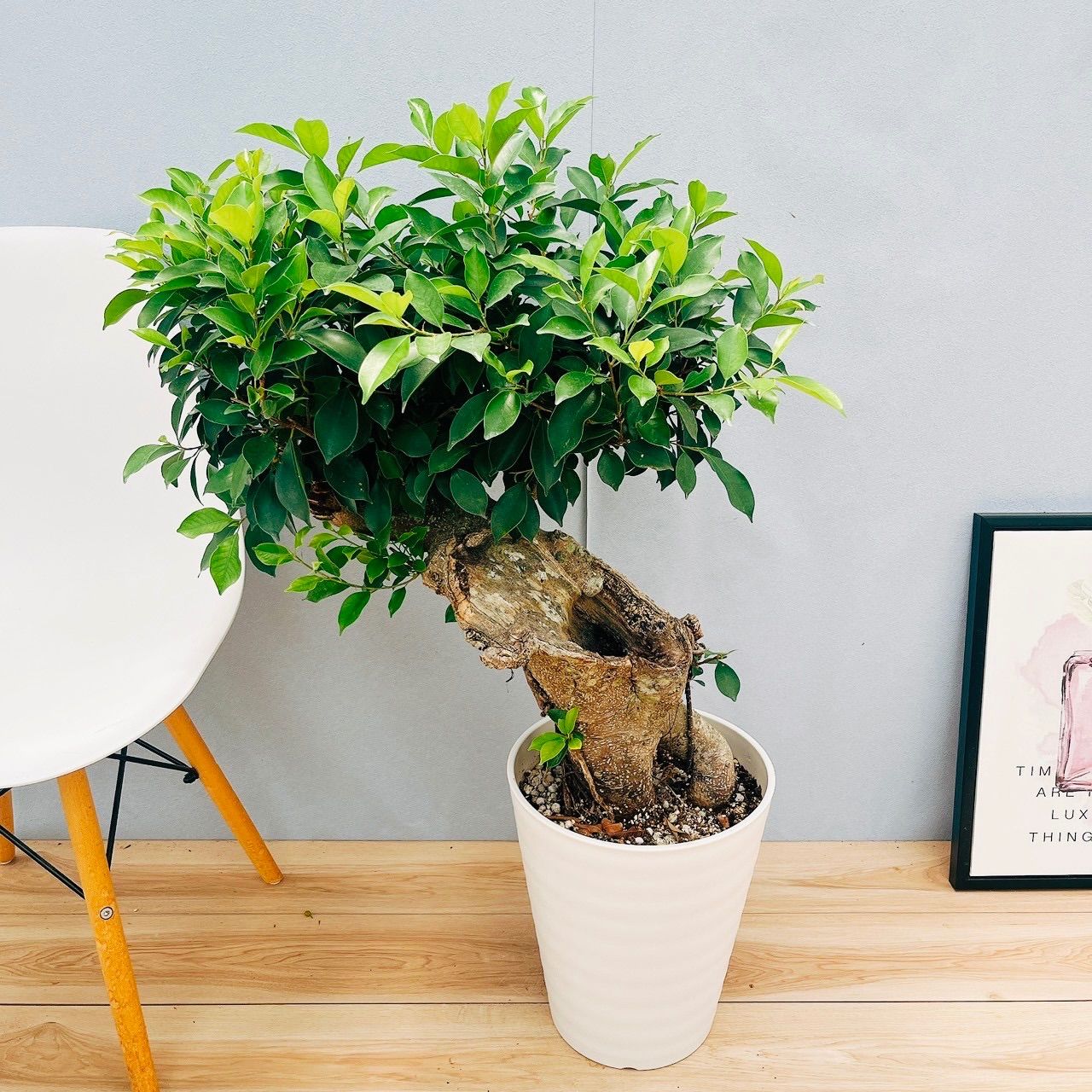 ［現品］【希少】※売約済※14番　パンダガジュマル　7号　観葉植物　室内　レア 現品］【希少】14番 パンダガジュマル 7号 観葉植物 室内 多幸の木