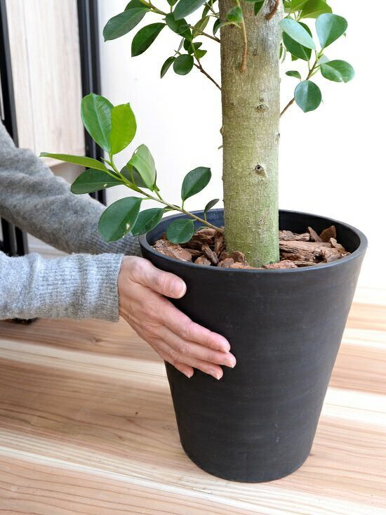 ガジュマル （朴仕立て） 黒色 セラアート 幹の太い 幸福をもたらす