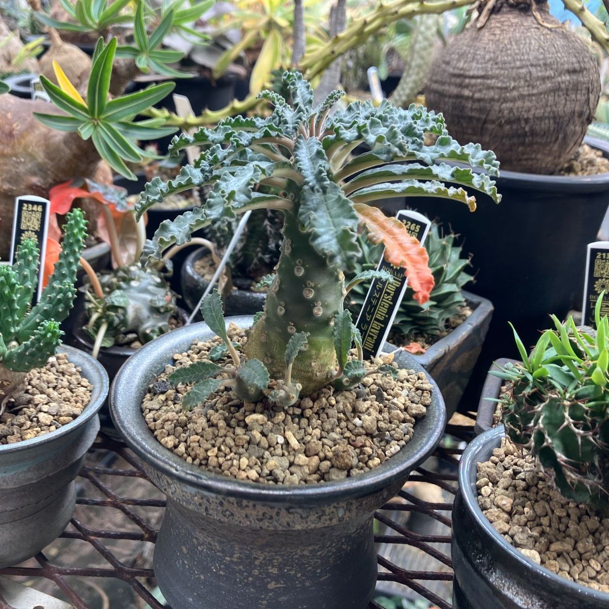 Dorstenia lavrani
