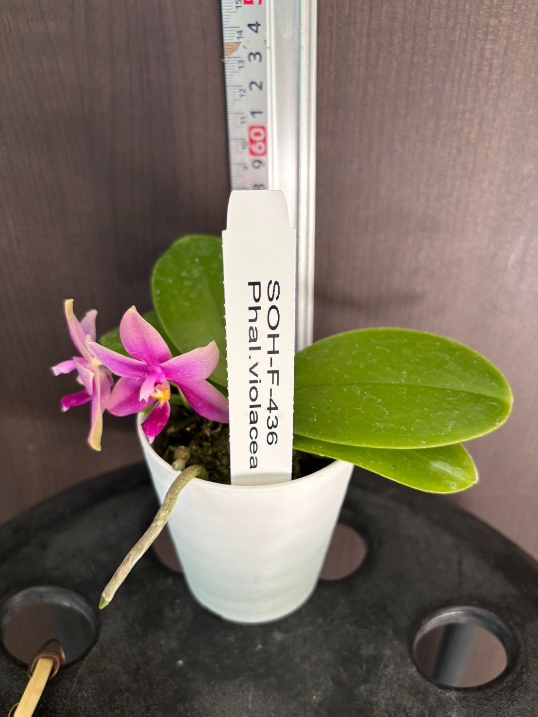 洋蘭 原種 ファレノプシス ビオラセア Phal.violacea 楽天市場】【花なし株】 ファレノプシス ビオラセア Phal