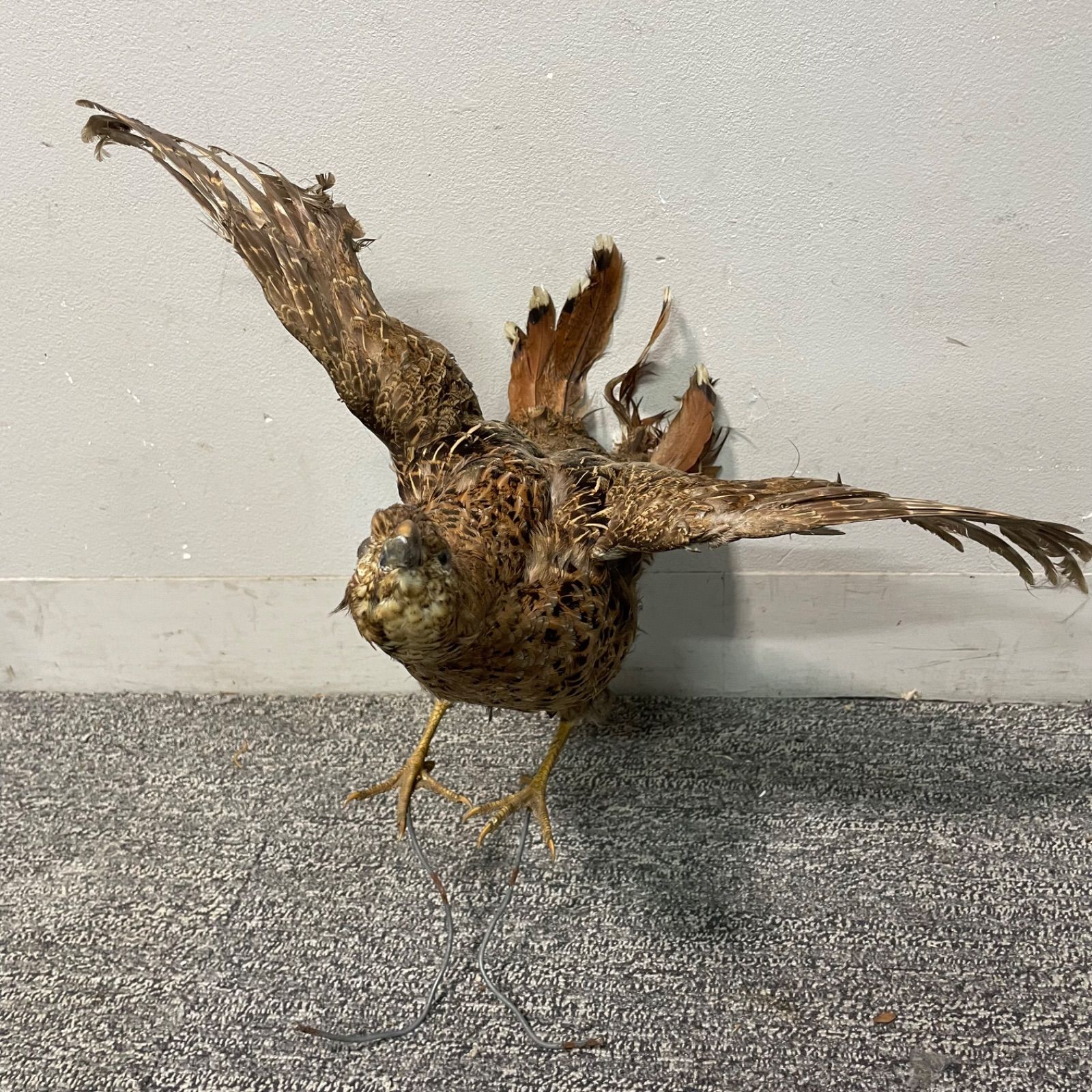国鳥　本物　キジ剥製 国鳥キジの剥製: 洋洋日記
