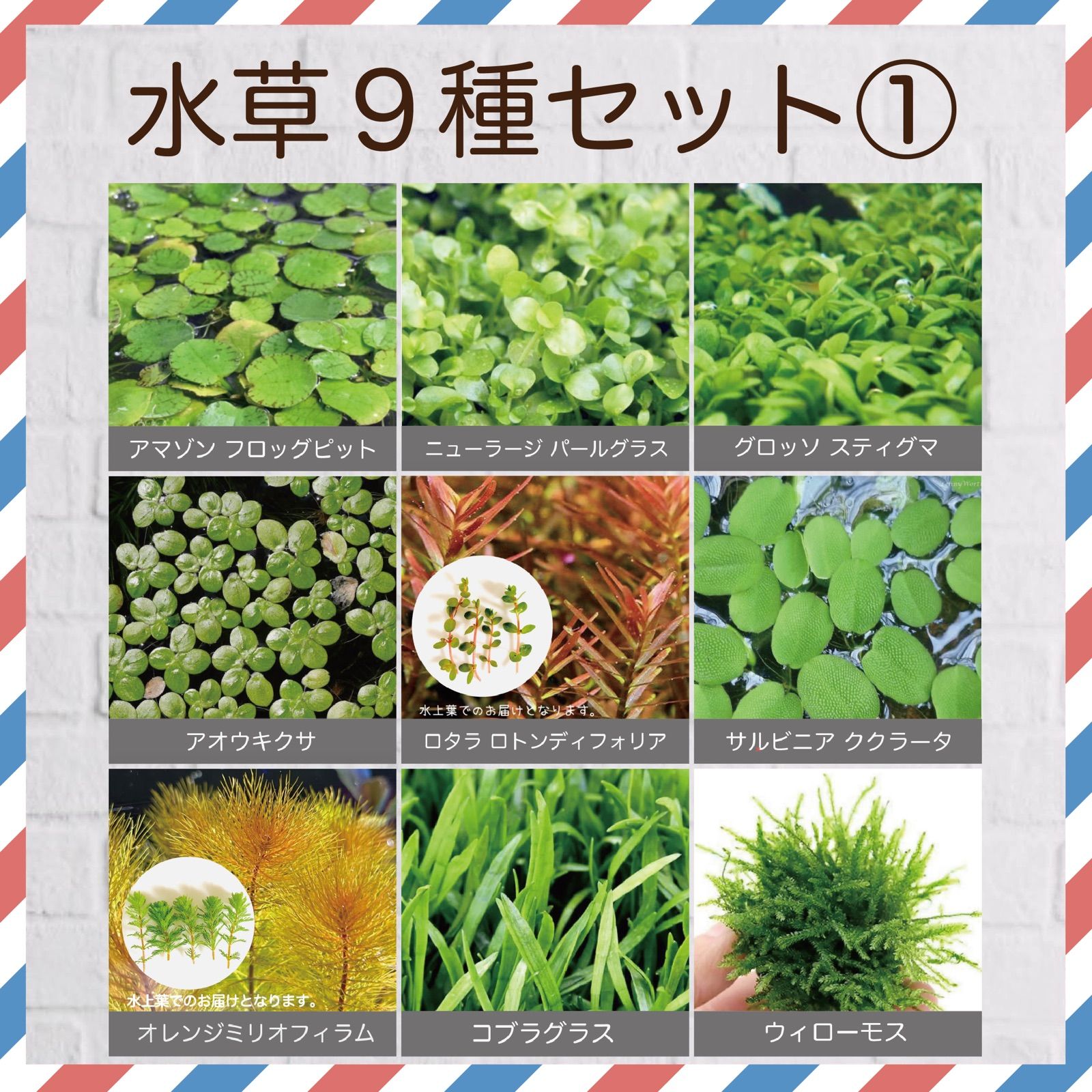 水草セット】 ９品種セット