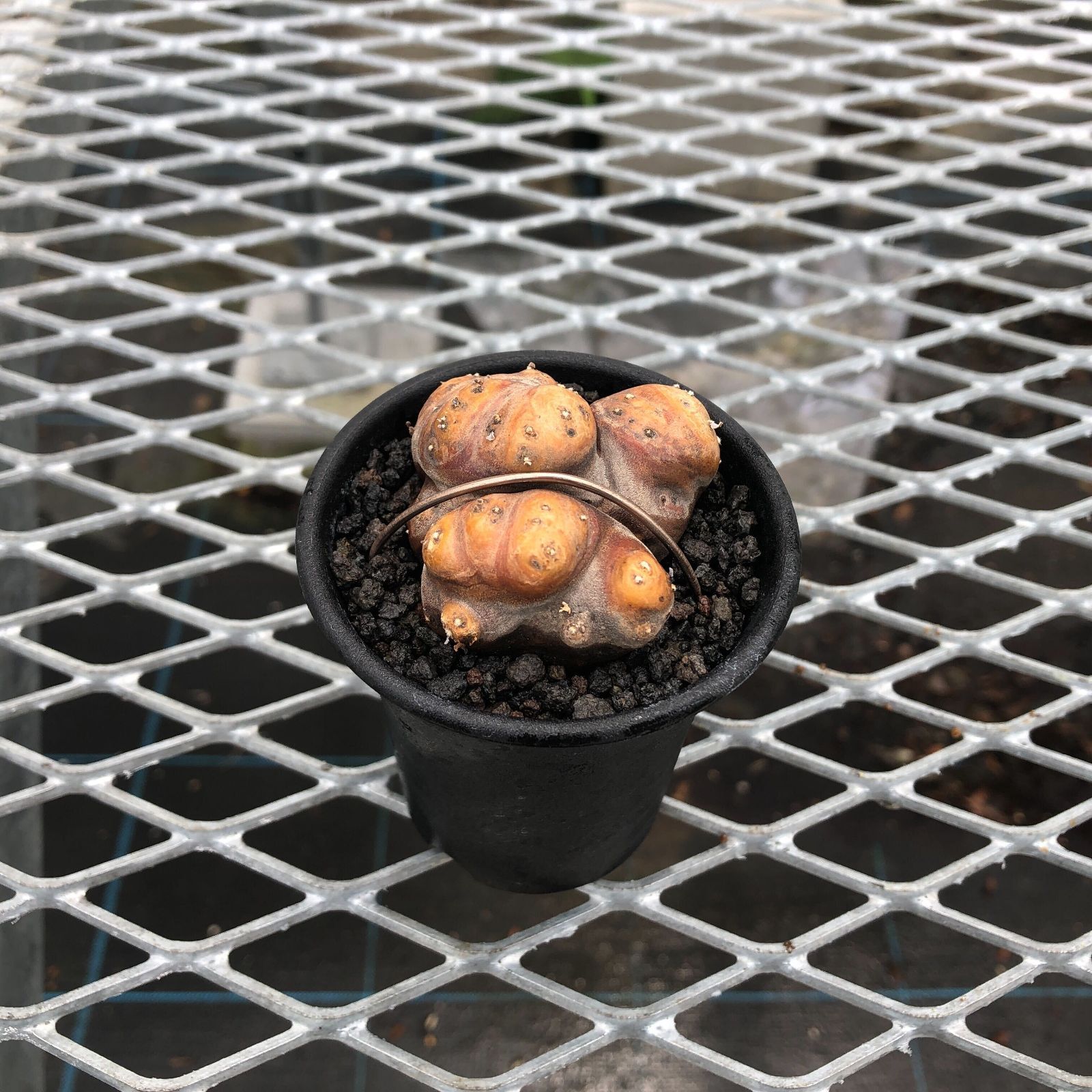 一点物 オトンナ カカリオイデス 2.5号 現地株 大株 発根管理中（1株