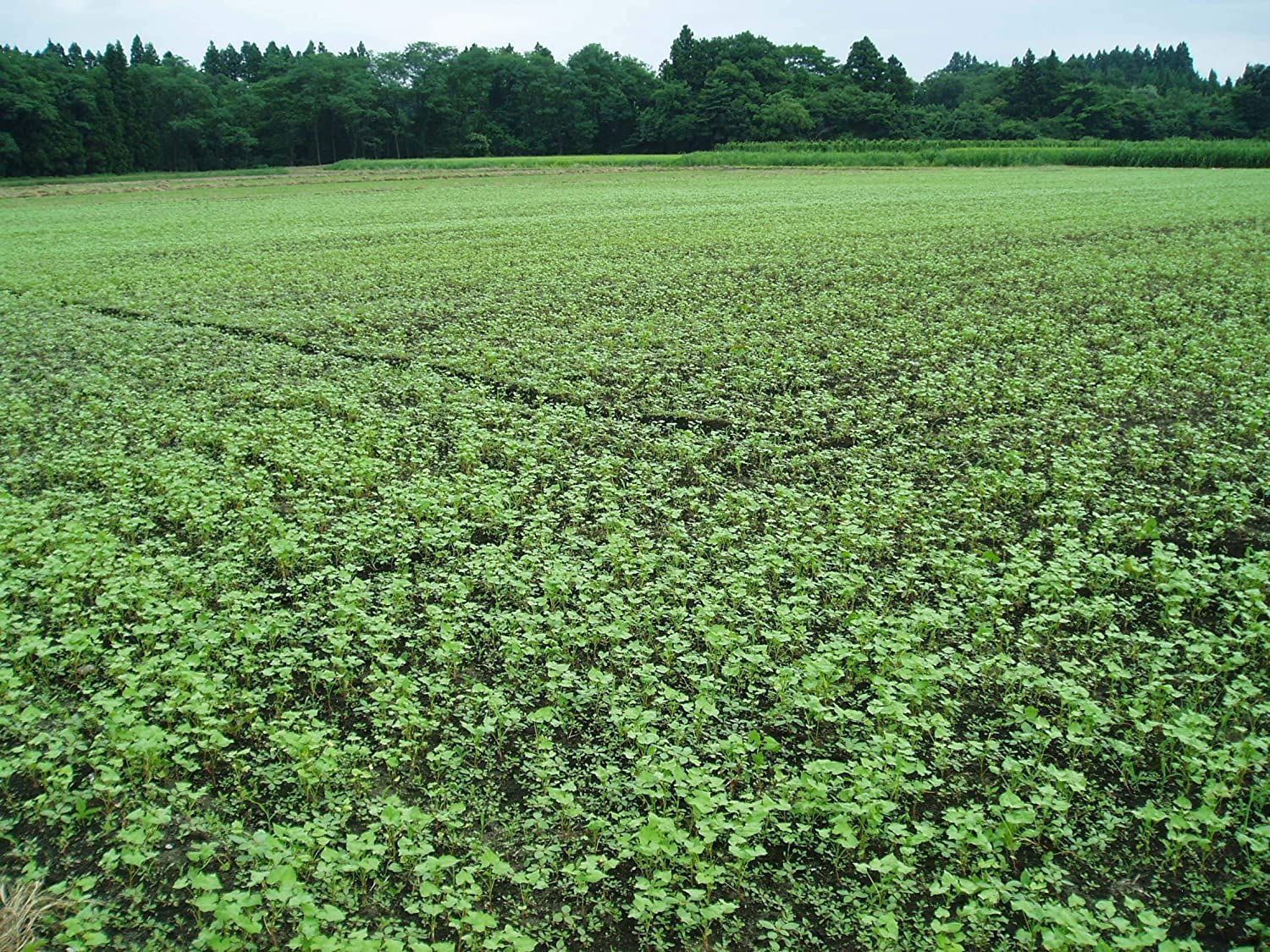 【終売品】【在庫品限り】韃靼そば茶 国産 青森県産 だったんそば茶 粒 150g 2個セット 天保堂