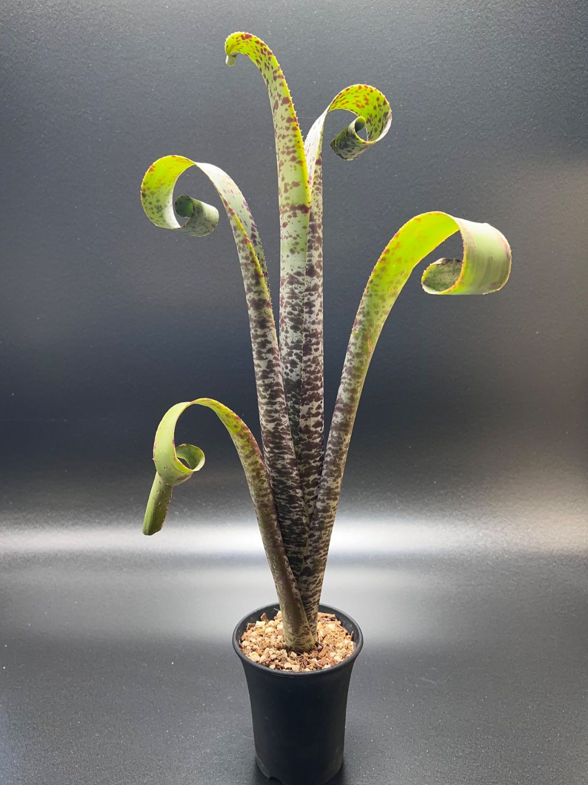 ブロメリア・エアープランツ Quesnelia marmorata Tim Plowman Quesnelia marmorata 'Tim Plowman' - Bird Rock Tropicals