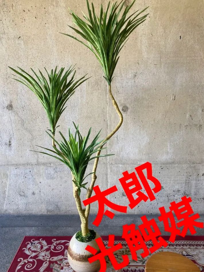 光触媒 人工観葉植物 ウォールグリーン フェイクグリーン コンシンナ