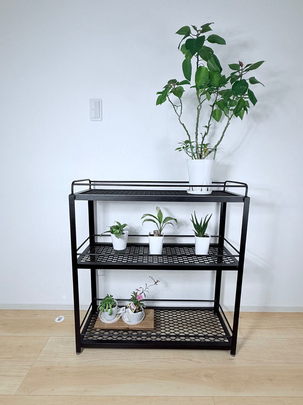 ボタニカルシェルフ アイアン 観葉植物棚 アガベ育成棚 観葉植物 棚