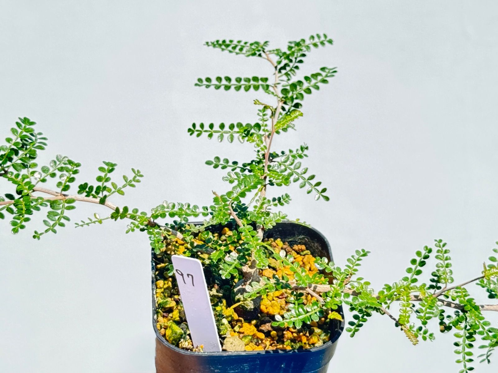 オペルクリカリア パキプス パワータンク 根挿し オペルクリカリア