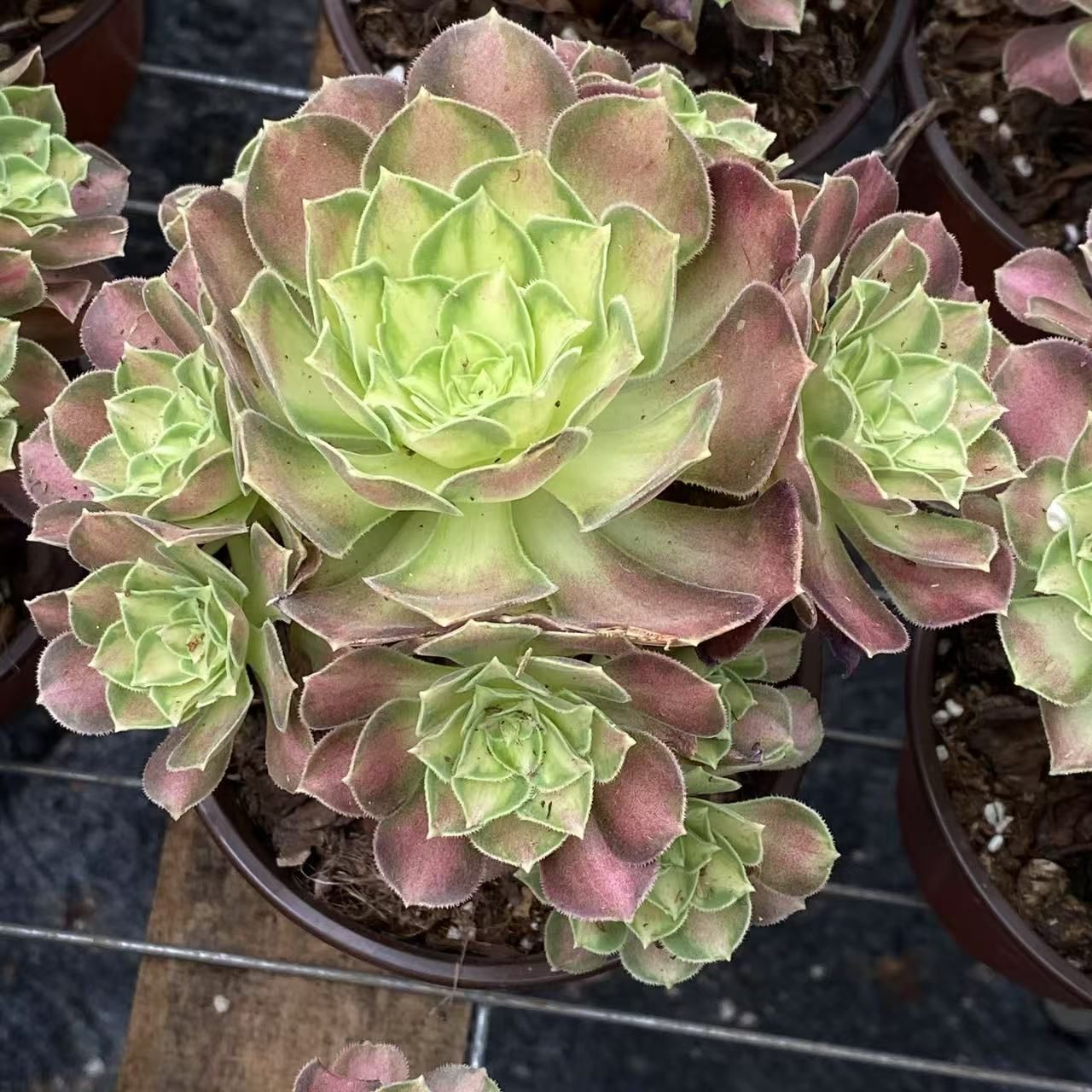 抜き苗 群生天台 ZM1530×15株 ふっくら 多肉植物 エケベリア