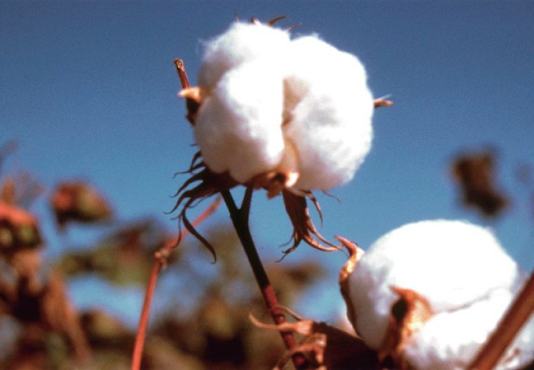 PPQ オーガニックコットン