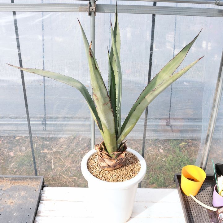 大型　アガベ アオノリュウゼツラン アメリカーナ カリフォルニアガーデン Amazon｜アガベ リュウゼツラン アメリカーナ アオノリュウゼツラン