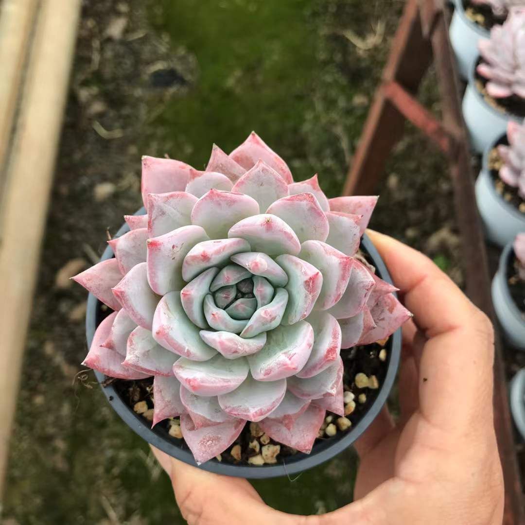 SKL1203×36 フンランチョウシングル 抜き苗 多肉植物 アエオニウム エケベリア 韓国苗