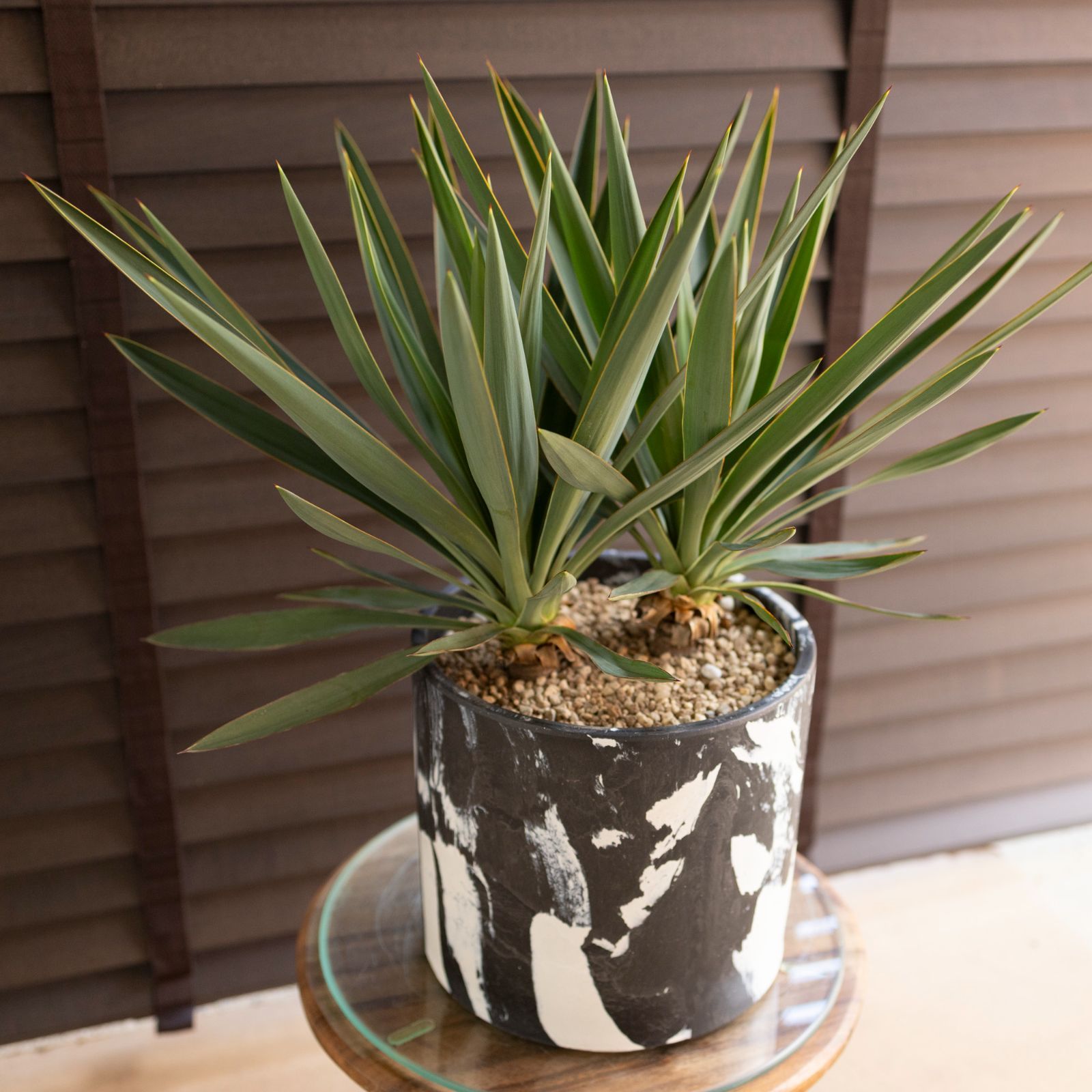 ユッカ グロリオサ Yucca Gloriosa 2本立ち 7号 マーブル樹脂ポット