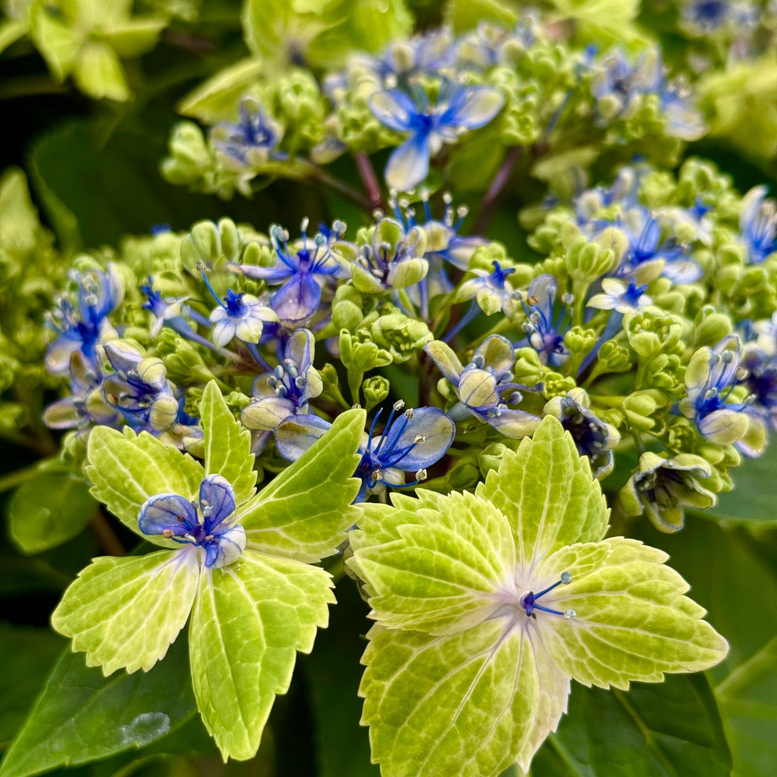 紫陽花 大島緑花 SALE品 （5号鉢）レア品種 ガクアジサイ 紫陽花 鉢花 アジサイ 伊豆大島で発見された珍しい紫陽花