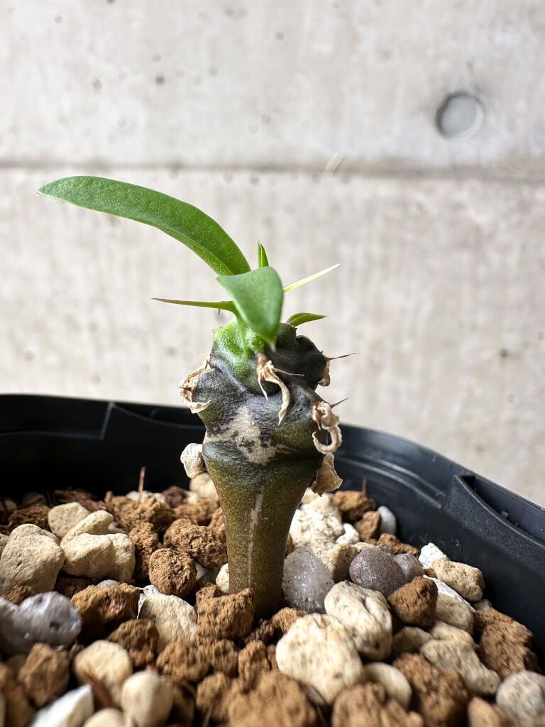 の*り様 16 ユーフォルビア ムランジーナ 現地球 新鮮大株 ベアルート 現地