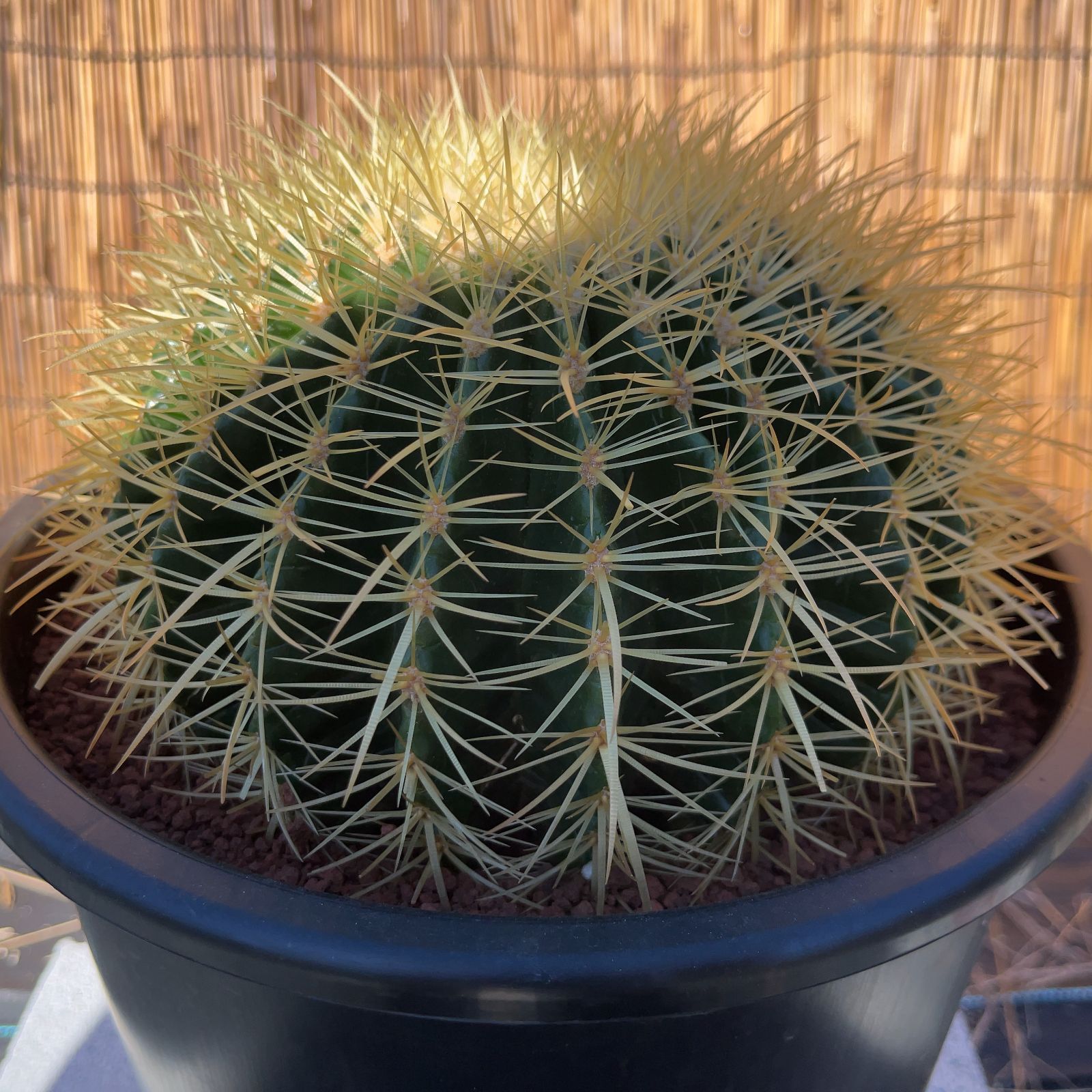 【鉢ごと発送】サボテンの王様！金色サボテン / 金鯱（キンシャチ）Golden barrel cactus / 8号 黒鉢【現品】M24-11-5-02