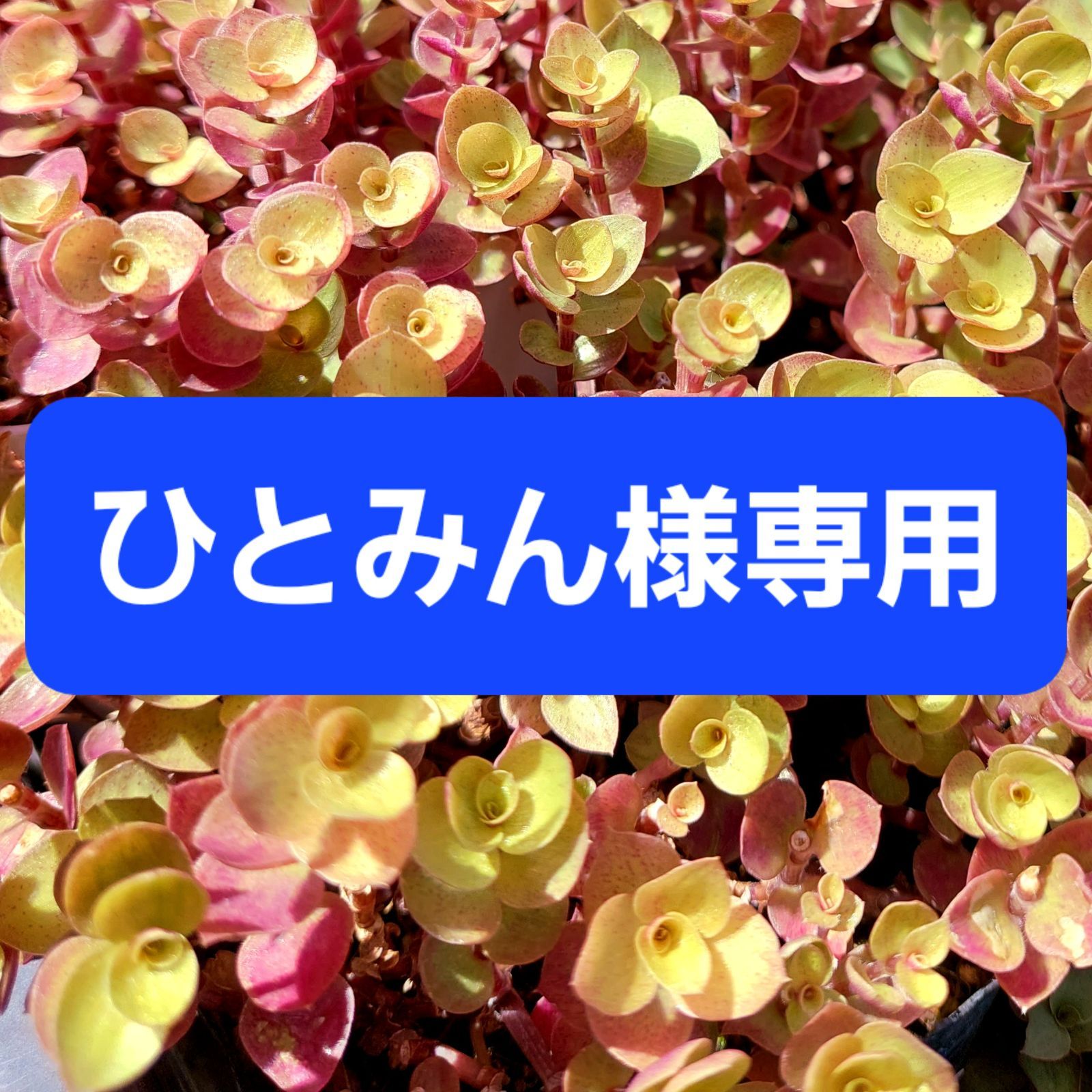 ♡♡Hitomi様専用ページ♡♡