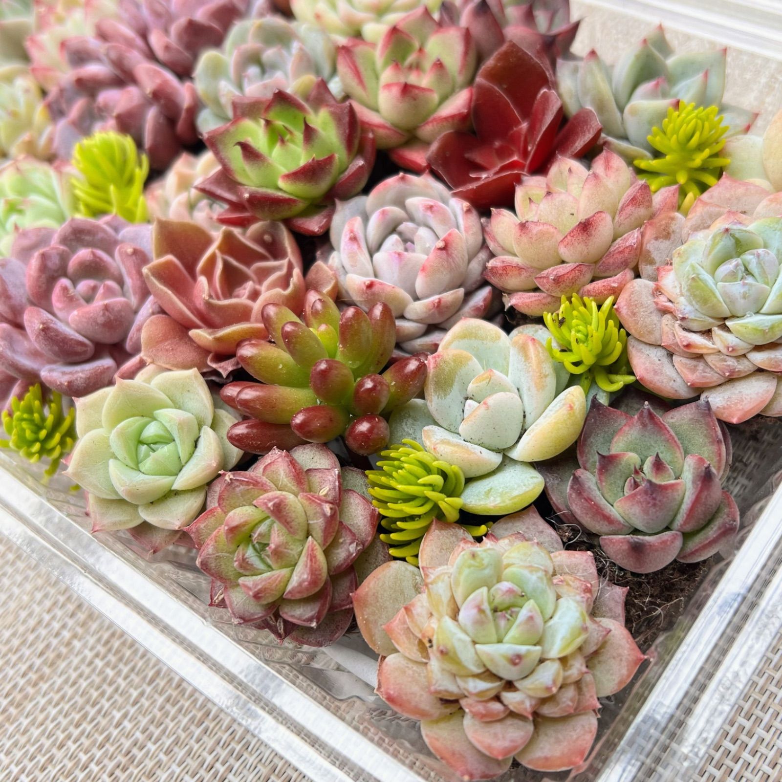 多肉植物 エケベリアセット29苗
