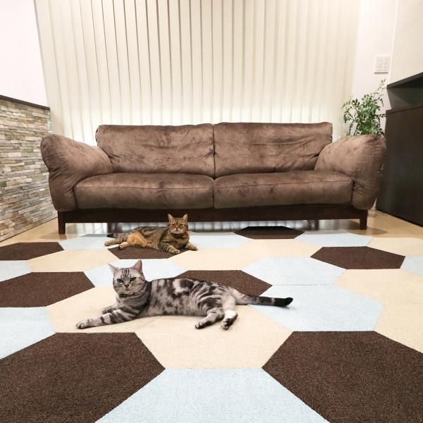 猫 ペット対応
