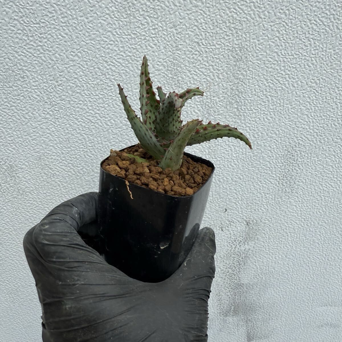 Aloe castilloniae アロエ カスティロニアエ 大型強棘タイプ カット苗
