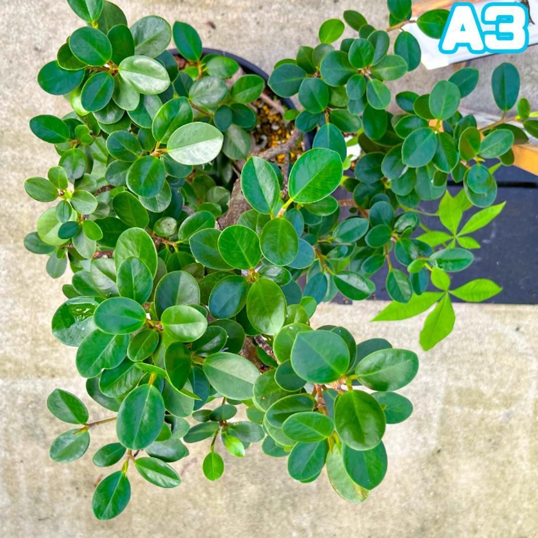 極太パンダガジュマルA3・約88センチ・幹太・葉数多め・盆栽仕立て