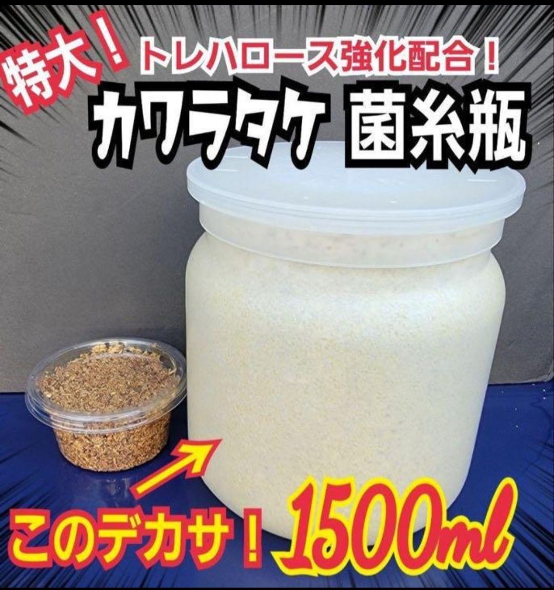 極上！カワラタケ菌糸瓶【6本】特殊アミノ酸強化配合！タランドゥス