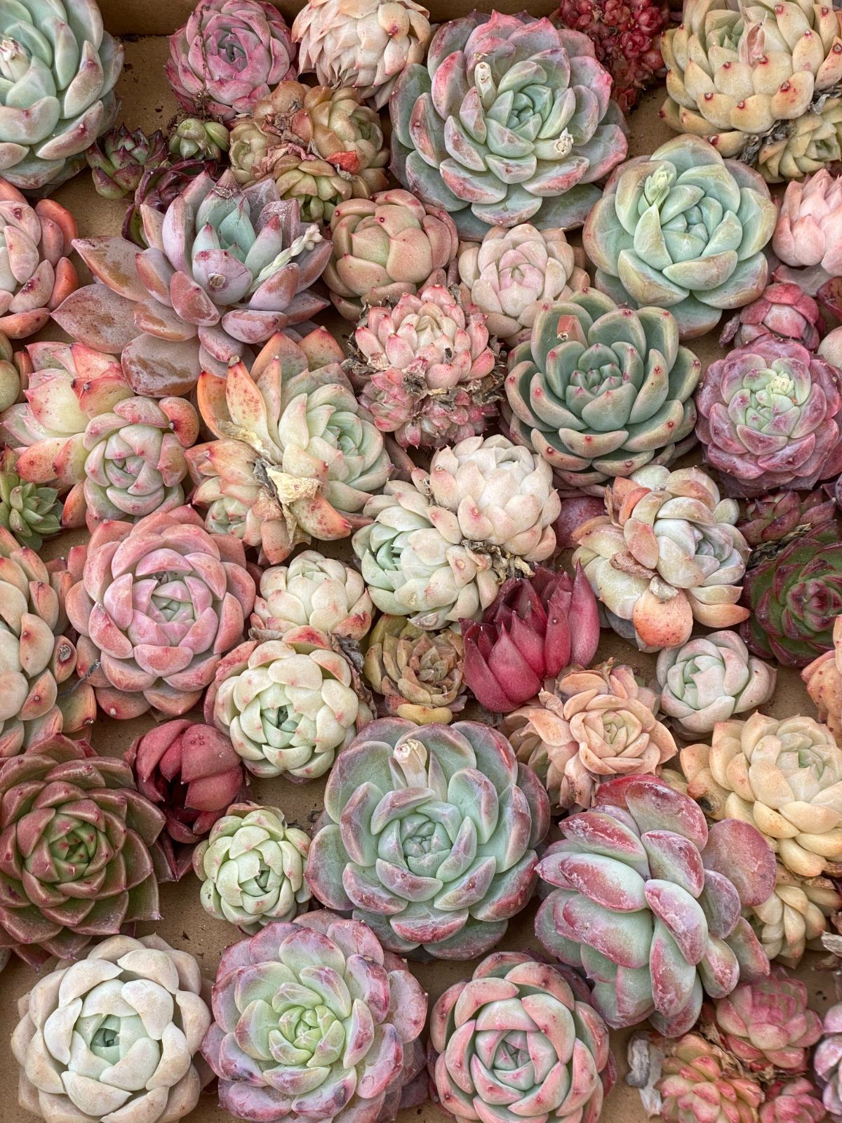 多肉植物　エケベリアsp  韓国苗 多肉植物 韓国苗 エケベリアsp （MIX苗） 80苗セット 傷あり等少々訳