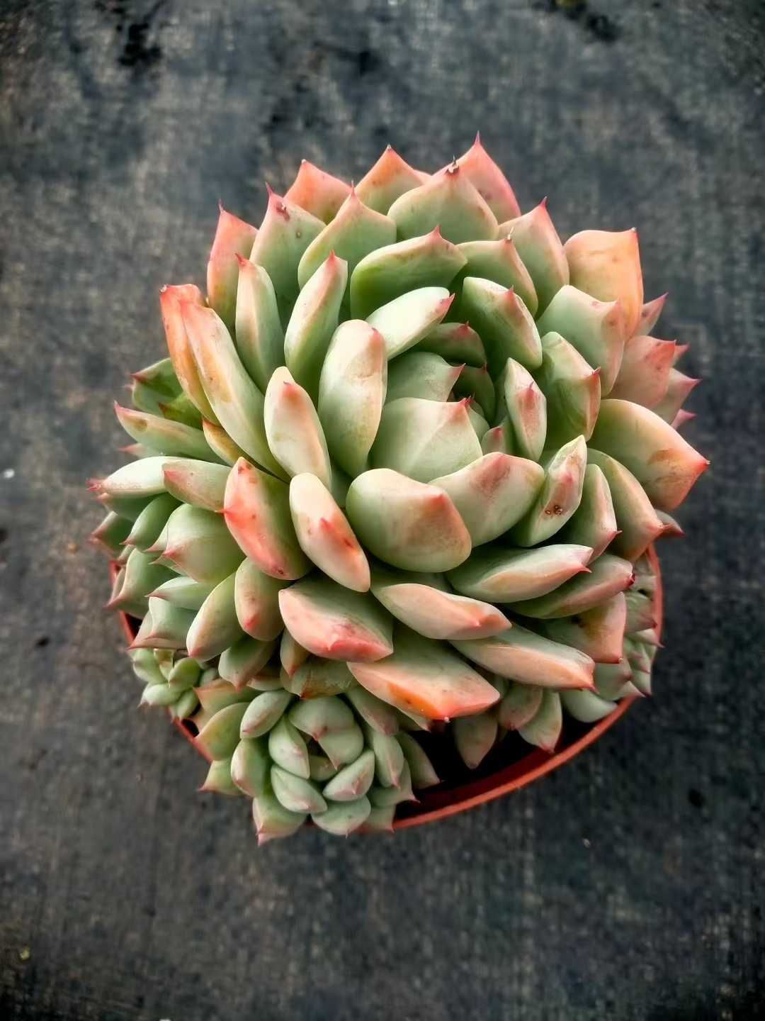 新発売 24株セット TP 抜き苗 多肉植物 佐川急便発送 エケベリア 韓国