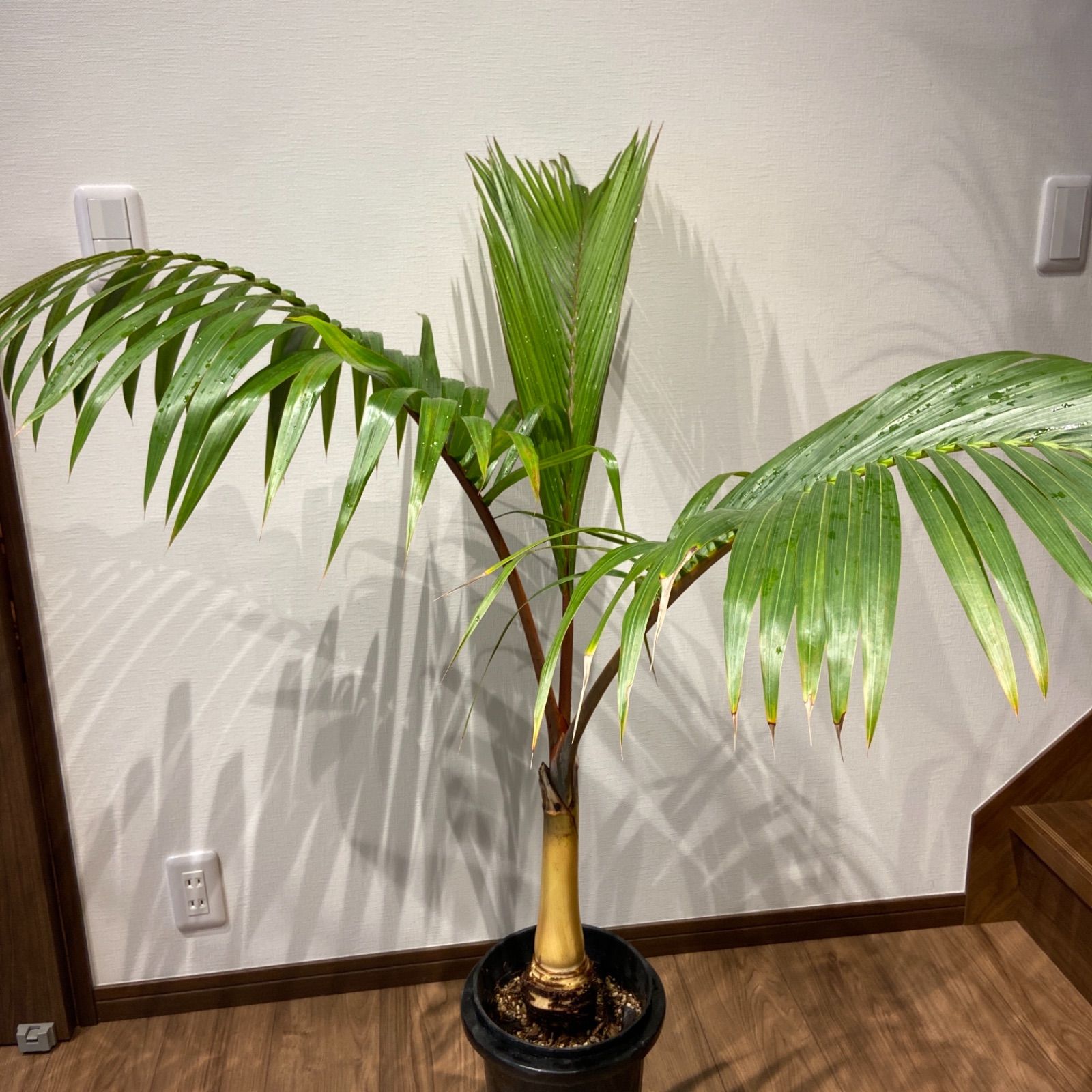 送料無料 130cm トックリヤシ ヤシ 風水 縁起 観葉植物 - ALOHA PLANTS