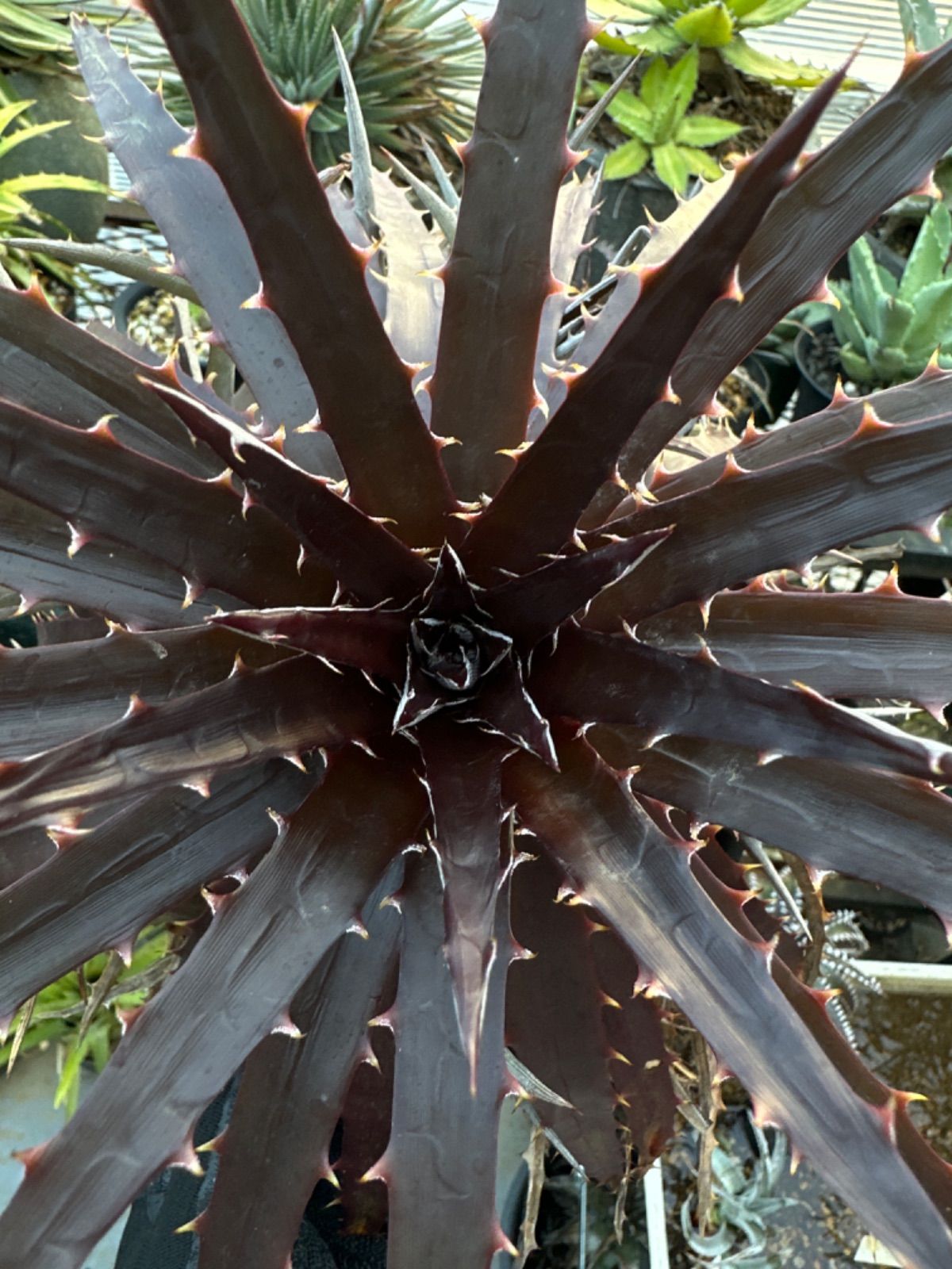 子株】Dyckia 'Black Gold' ディッキア ブラックゴールド - メルカリ