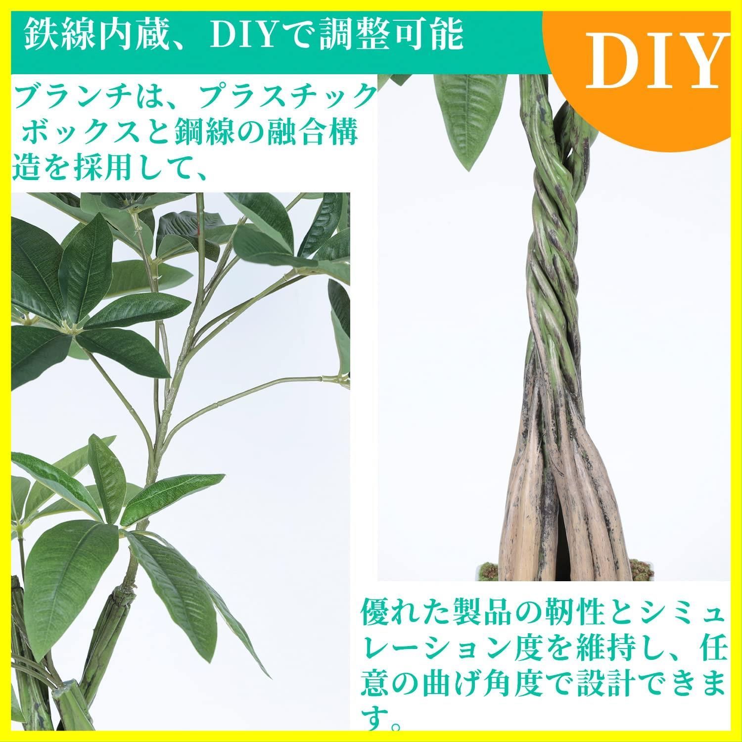 高さ98cm パキラ