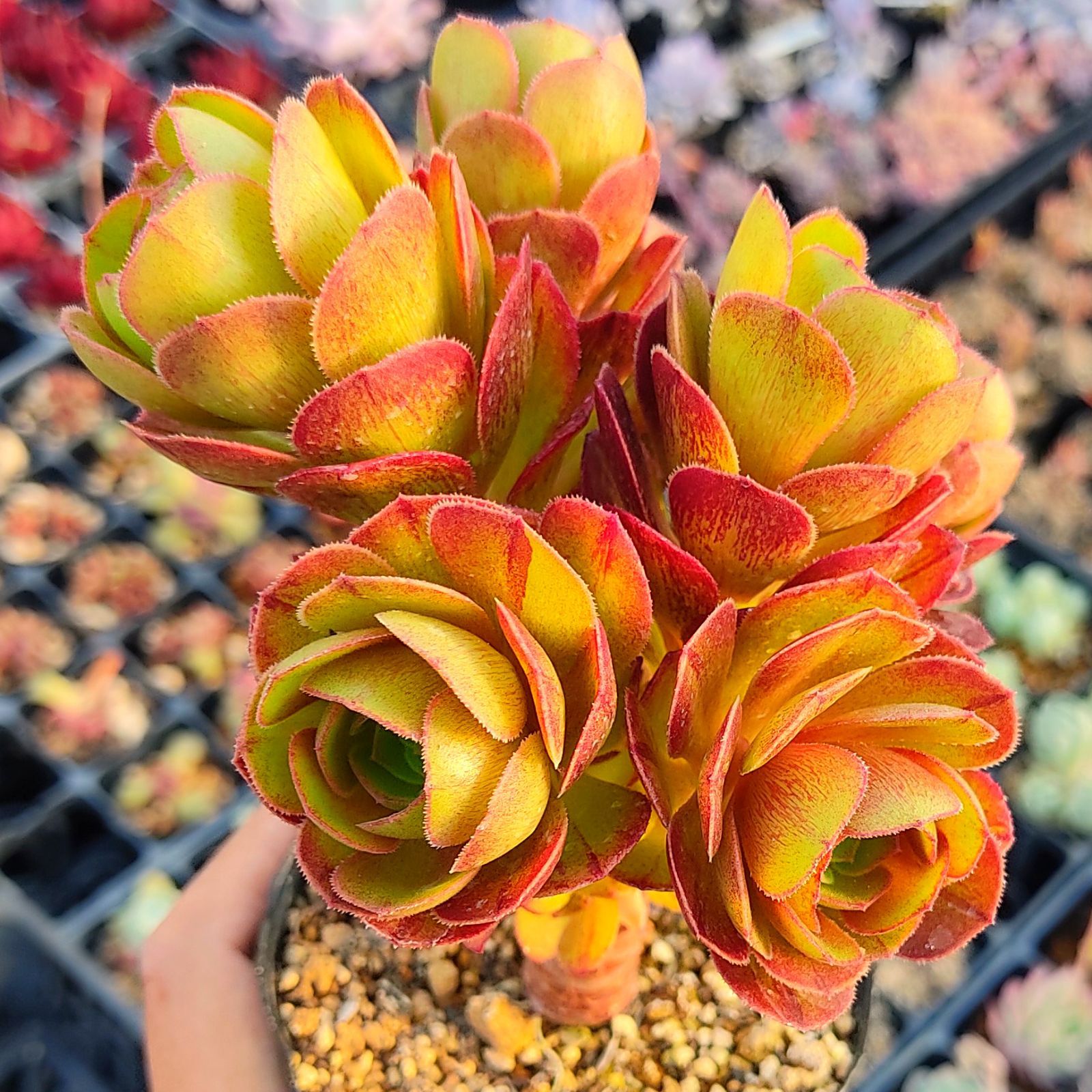 90#多肉植物アエオニウム錦❤️花顔黒バラ錦❤️1大頭14cm 拔き苗 90#多肉植物アエオニウム錦❤️花顔黒バラ錦❤️1大頭14cm 拔き苗