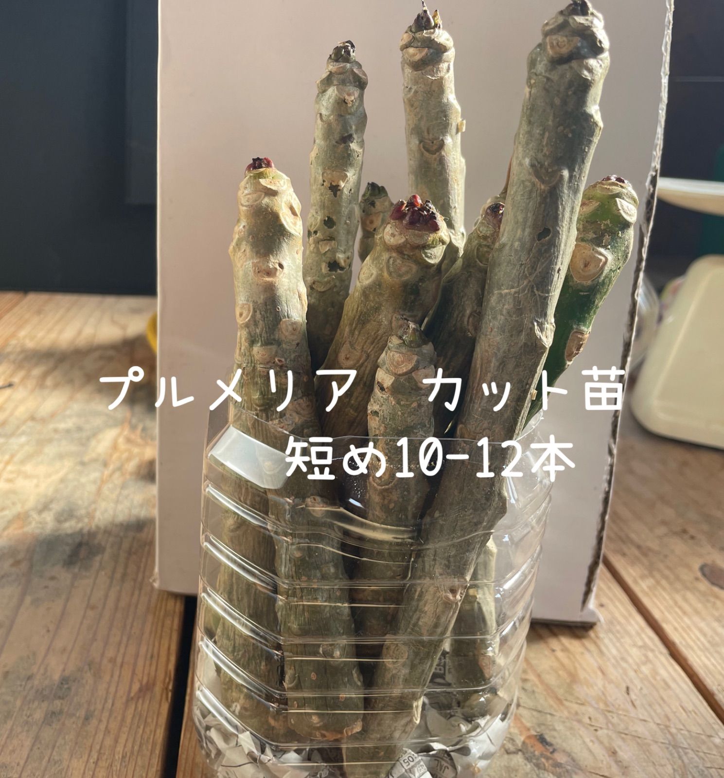 みー様専用 プルメリア カット苗 - メルカリ