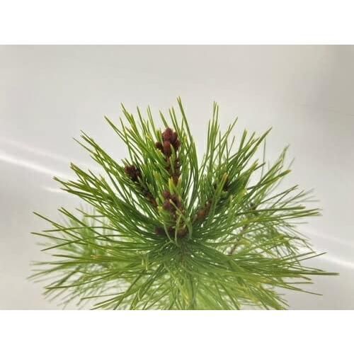 20本セット アカマツ樹高0.5m前後10.5cmポット