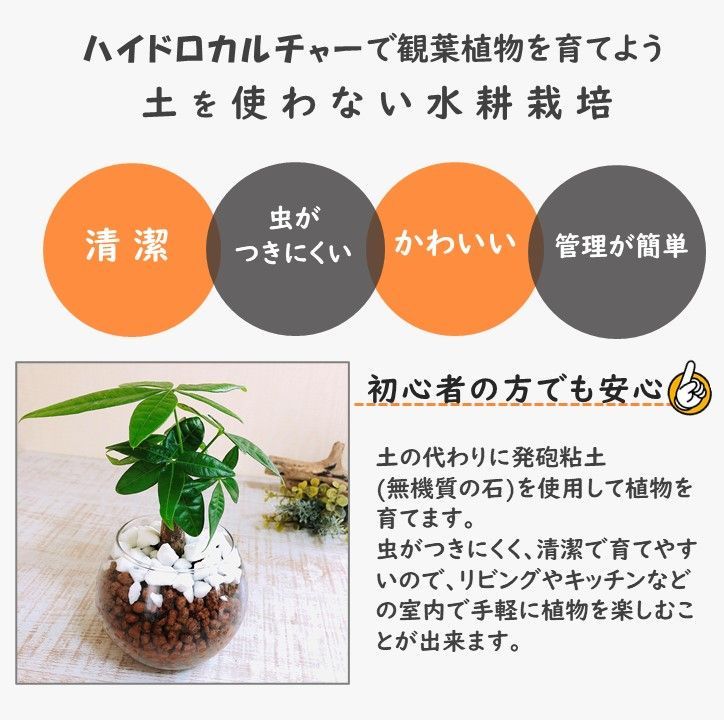 入園入学祝い 新品 未使用 ガジュマルの木 アイビー 寄せ植え ラウンドグラス ハイドロカルチャー 植物 観葉植物 Ceccato Com Br Ceccato Com Br