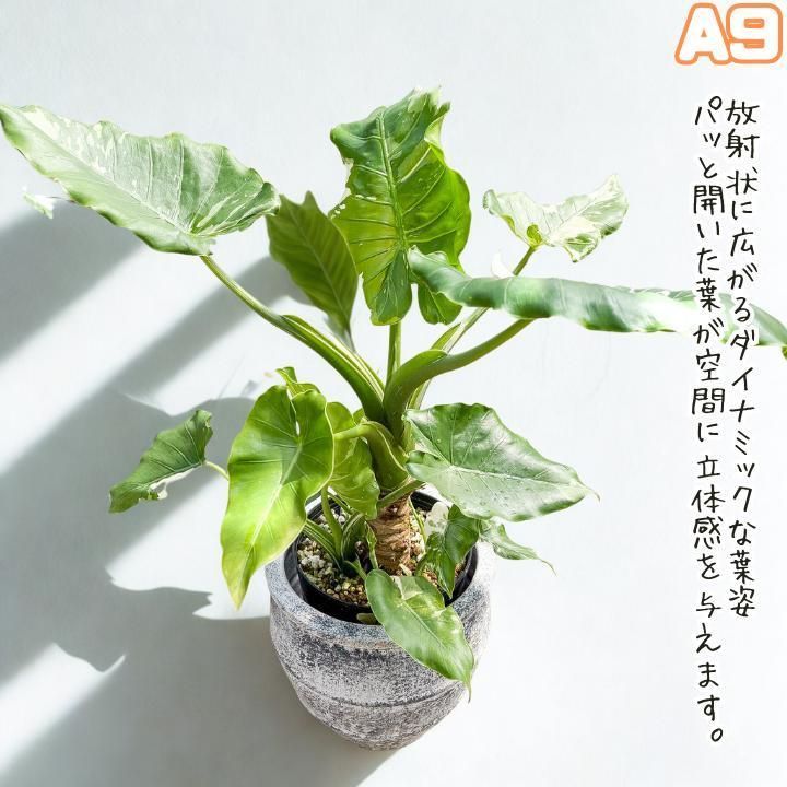 大株 子株モリモリ