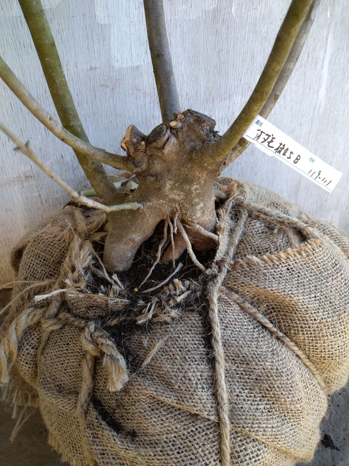アオダモ株立ちB