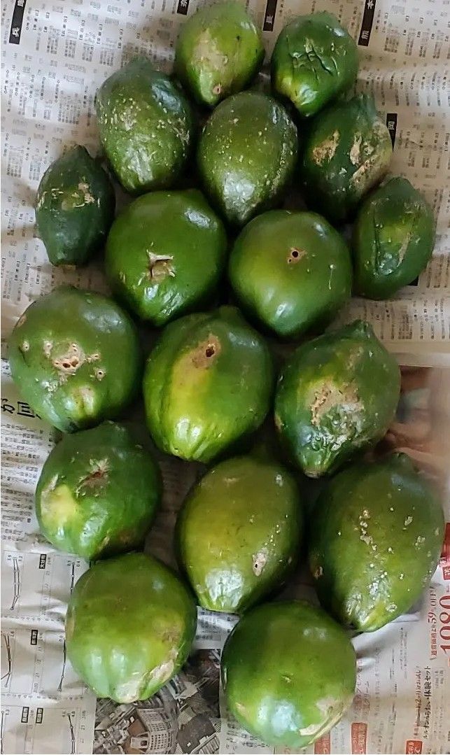 青パパイヤ 7kg greenpapaya 健康野菜 スーパーフード 訳あり 青パパイヤ 7kg greenpapaya 健康野菜 スーパーフード