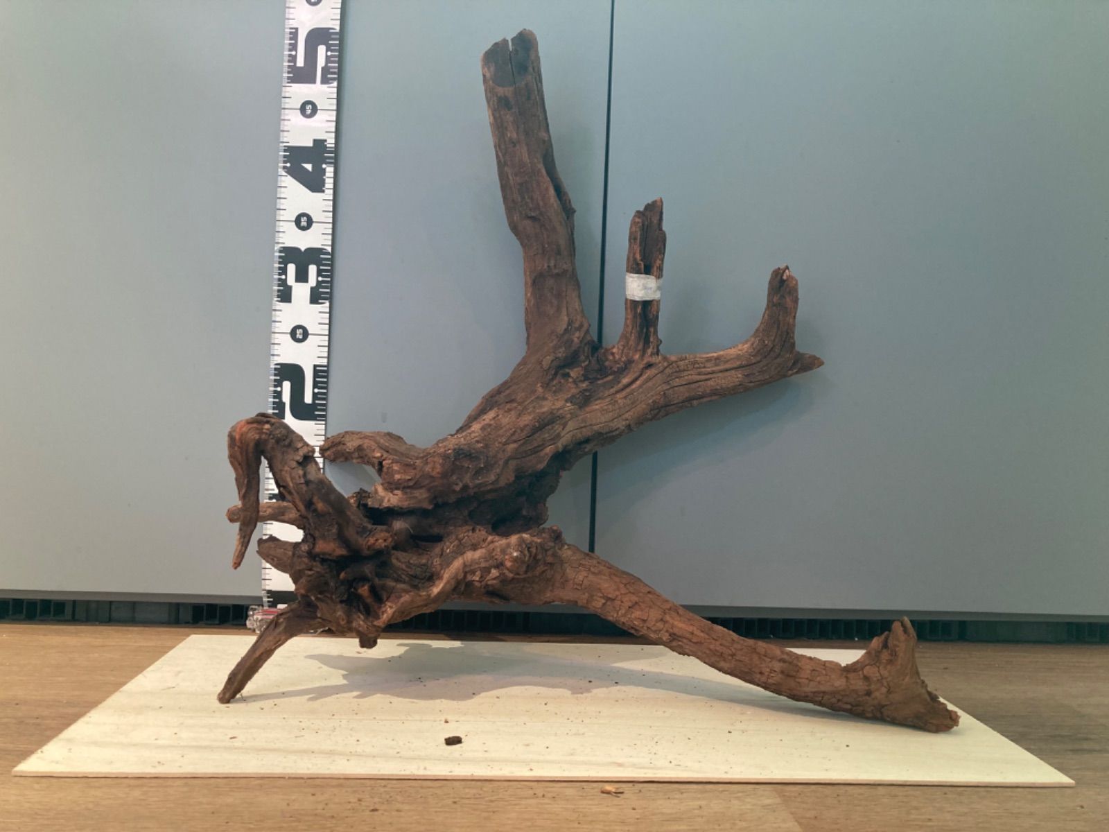 ホーンウッド系流木【セレクト】804 水草 おもり