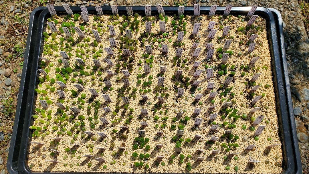 コノフィツム 種子30種類 10粒ずつセット