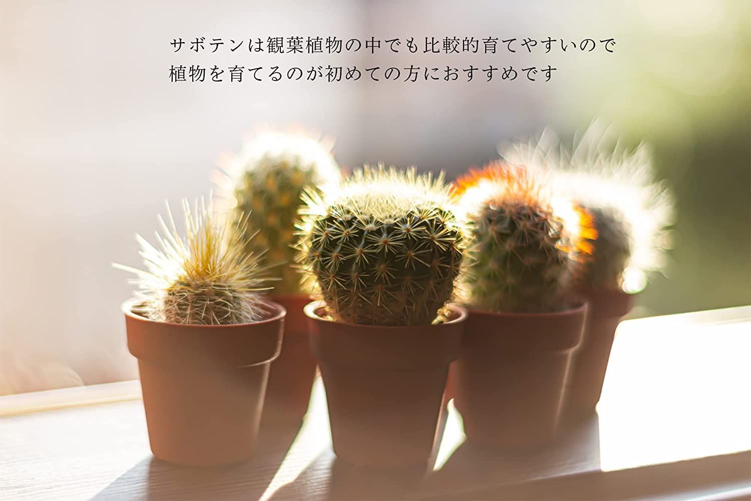 サボテン ６点セット １.５号鉢 (約4.7cm×4.7cm×9cm) 観葉植物