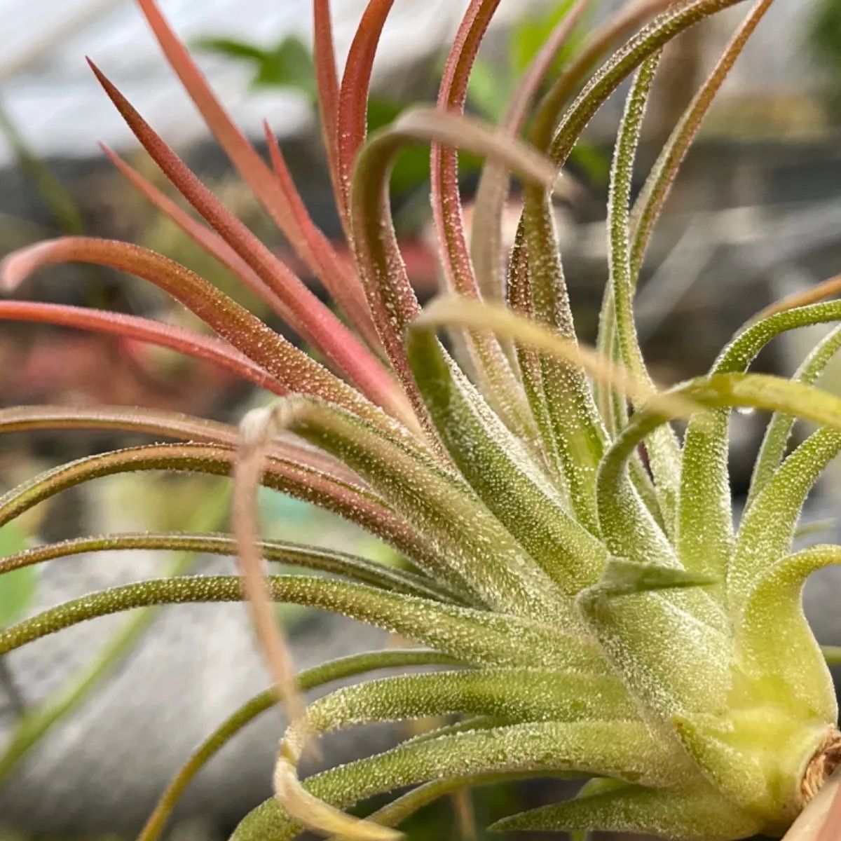 チランジア イオナンタ ヴァリエガータ Tillandsia ionantha 'Variegata' ＠フラワーショップ江口